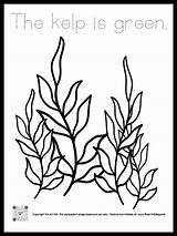 Kelp Coloring Pages sketch template