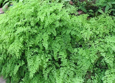 Maidenhair Fern Care – How To Grow A Maidenhair Fern #Houseplants ...