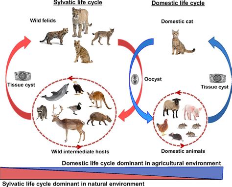 Toxoplasma 'cat poo' parasite infects billions – so why is it so hard to study?