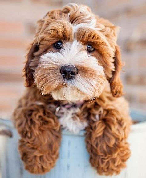 Pin by T'roe on Pups and Dogs (With images) | Cute animals, Cockapoo puppies, Baby animals