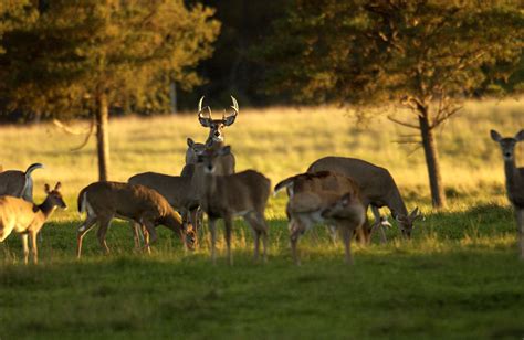 Michigan DNR reports 586,595 hunters purchased a deer license in 2022