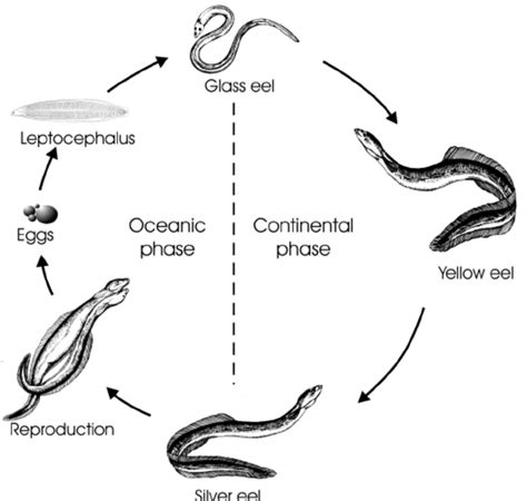 The life cycle of the European eel with indication of major life stages... | Download Scientific ...