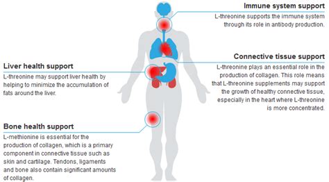 L-Threonine | Health Benefits and Uses of L-Threonine