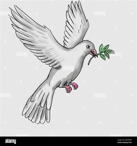 Watercolor painting illustration of a white dove or pigeon carrying an ...