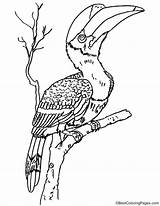 Hornbill Coloring Pages sketch template