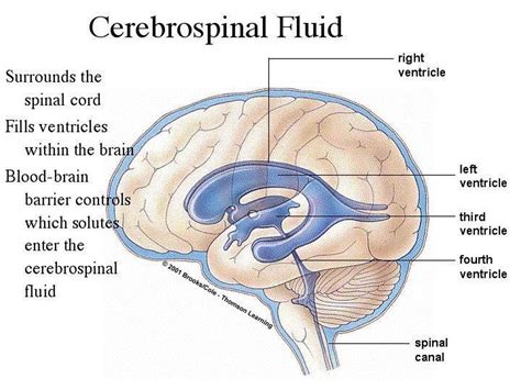 Pictures Of Cerebrospinal FluidHealthiack