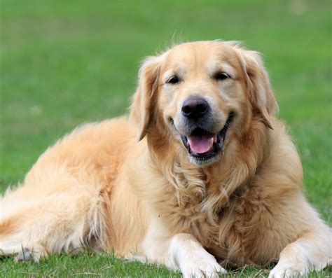 20 Best Dog Food for Golden Retrievers in 2022 – Dog Responsibility