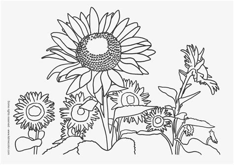 nature coloring pages for girls - Clip Art Library