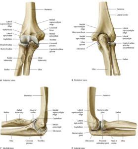 ELBOW ANATOMY, INJURIES, AND TREATMENT