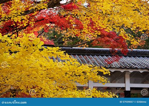 Autumn Leaves in Kyoto, Japan Stock Image - Image of maple, colors ...