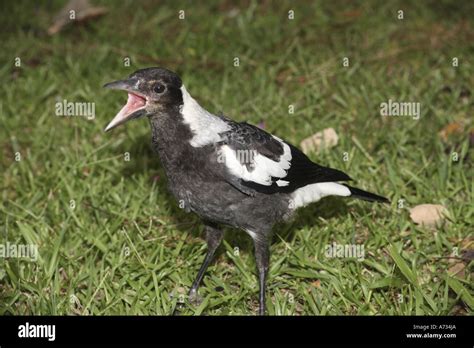 Australian Baby Magpie Stock Photos & Australian Baby Magpie Stock Images - Alamy