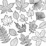 Fantastic Collections A Coloring Book Of Amazing Things Real And  sketch template