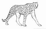 Big Cat Coloring Pages At GetDrawings  Free Download sketch template