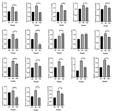 Fishes | Free Full-Text | Aminotransferase Class I and II Gene Family ...