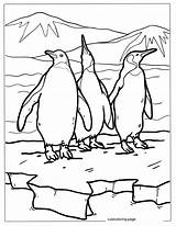 Penguin Coloring Pages38  Free Printable coloring Pages Cute sketch template