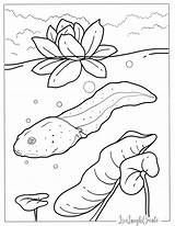 Tadpole Coloring Pages sketch template