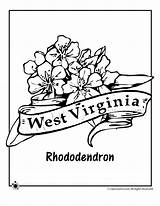 West Virginia State Flower Coloring Page  Woo Jr Kids Activities sketch template