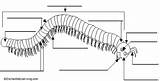Millipede Diagram Labeled Sketch Coloring Page sketch template
