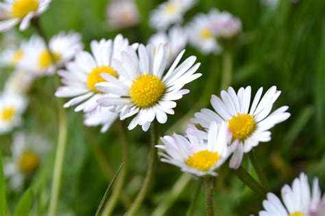 Daisies Free Stock Photo - Public Domain Pictures