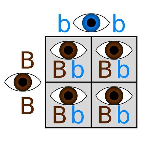 How alleles make us who we are in 2020 | Eye color chart genetics, Eye color chart, Eye color