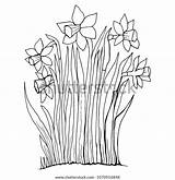 Coloring Page Collection Flowers Narcissus Isolated Stock Vector  sketch template