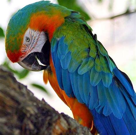 Harlequin Macaw Facts, Care As Pets, Temperament, Pictures