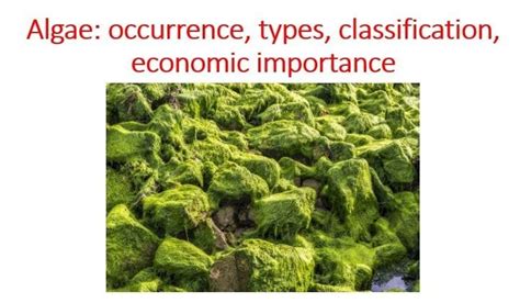 Algae : occurrence, classification and economic importance ~ Microbiology Notes