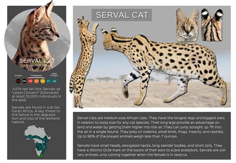 Serval Cats