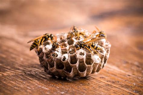 How to Prevent Wasp Nests - BeeAware Allergy