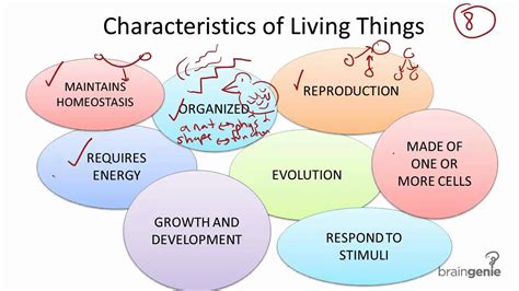 2.1.1 Characteristics of Living Things - YouTube