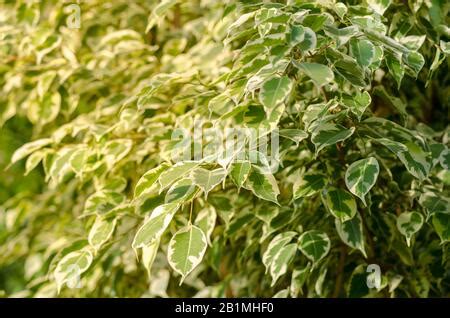 Weeping Fig tree (Ficus benjamina) 'Starlight' in pot Stock Photo - Alamy