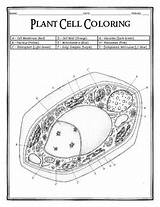 Plant Cell Coloring By Dustin Hastings  Teachers Pay sketch template