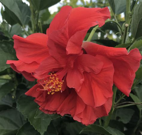 Tropical Hibiscus rosa-sinensis 'Double Red' – Starter Plant