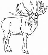 Bugling Elk Coloring Pages sketch template