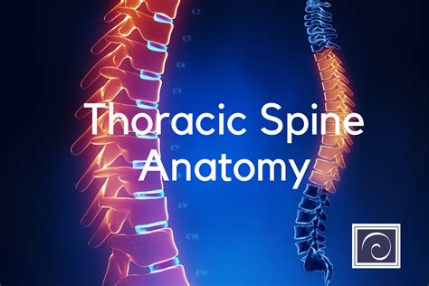 Thoracic Spine Anatomy - Exploring Parts And Functions