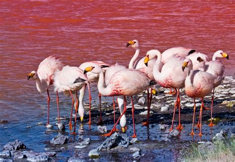 Flamingos in Laguna Colorada, Bolivien Stockfoto - Bild von hoch, flamingos: 67094712