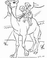 Dromedary Camel Coloring Page sketch template