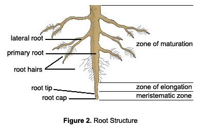 Antti's Biology: 2.53 Root Structure