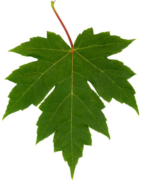 Free Maple Leaf, Download Free Maple Leaf png images, Free ClipArts on ...