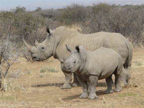 Here’s What Might Happen to Local Ecosystems If All the Rhinos ...