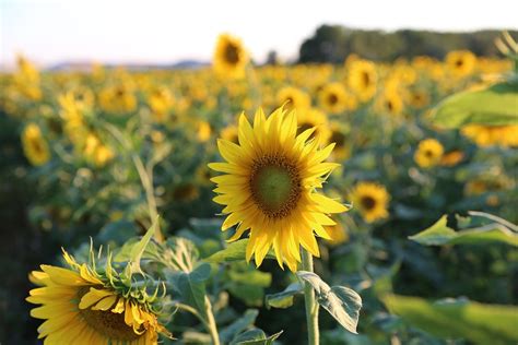 Sunflower Fields in Provence & French Riviera 2025 - Rove.me