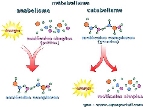 Perbedaan Anabolisme dan Katabolisme yang Jarang Diketahui – Blog Mamikos