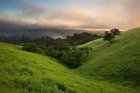 Valley Sentries in California Spring - Matt Tilghman Photography