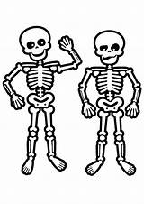 Human Skeleton Coloring Pages At GetColoringscom  Free Printable sketch template