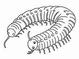 Printable Millipede Coloring Page  sketch template