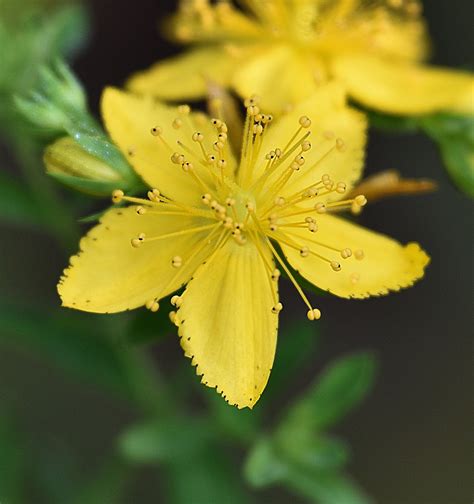 Den'sphotogallery: New hampshire Wildflowers In F-2.8