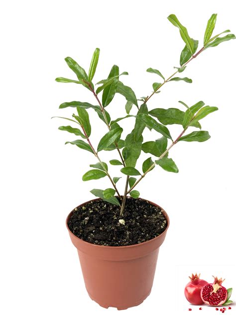 Kadota Fig Tree - Live Plant in a 2 Inch Pot - Ficus Carica - Edible Fruit Tree for The Patio ...