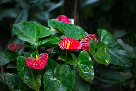 Anthurium Propagation - Gardening Detailed