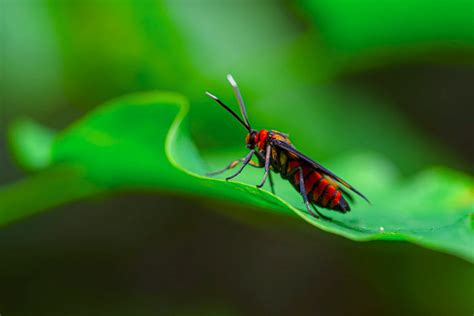 All About Red Wasp - Animals Around The Globe