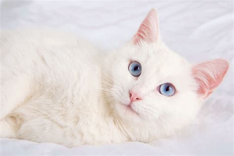 White Cats With Blue Eyes: What’s So Special About Them?